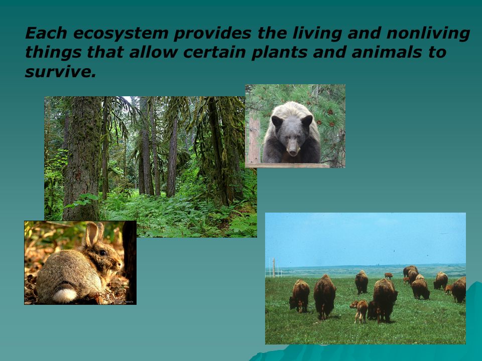 Each ecosystem provides the living and nonliving things that allow certain plants and animals to survive.