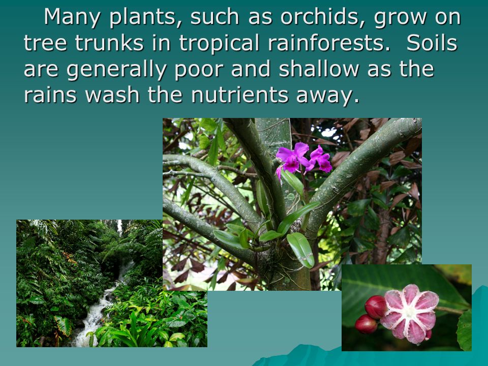 Many plants, such as orchids, grow on tree trunks in tropical rainforests.