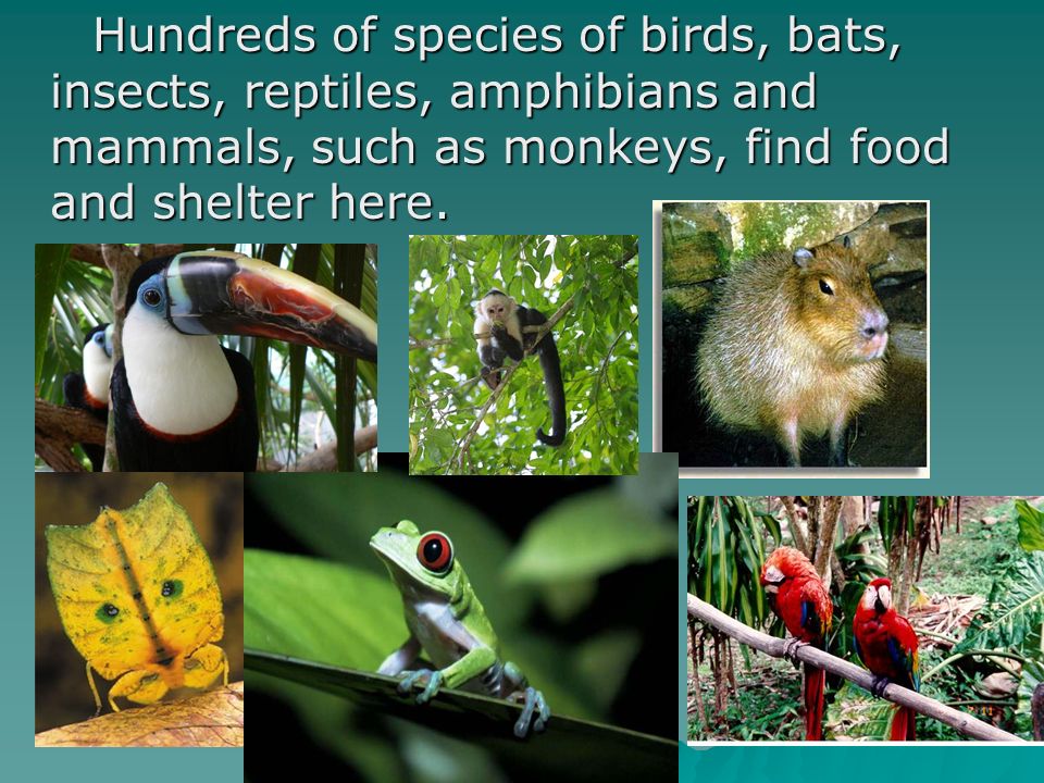 Hundreds of species of birds, bats, insects, reptiles, amphibians and mammals, such as monkeys, find food and shelter here.