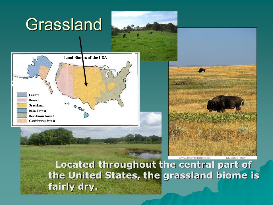 Grassland Located throughout the central part of the United States, the grassland biome is fairly dry.