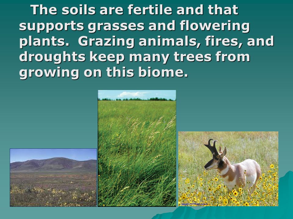 The soils are fertile and that supports grasses and flowering plants