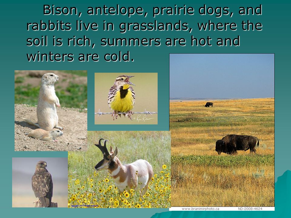 Bison, antelope, prairie dogs, and rabbits live in grasslands, where the soil is rich, summers are hot and winters are cold.
