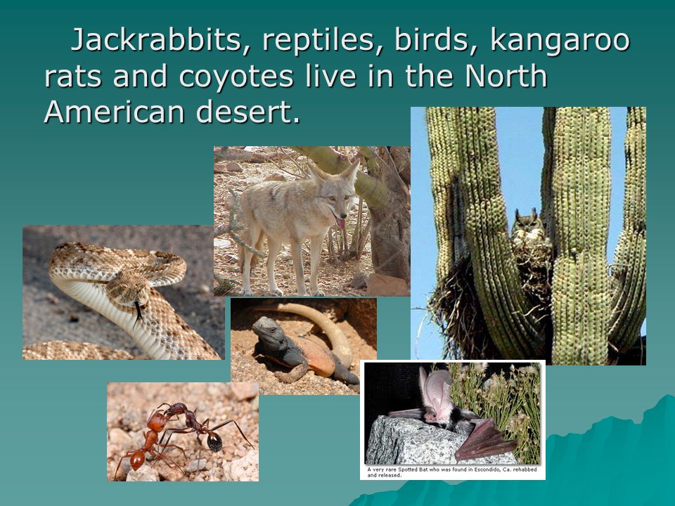 Jackrabbits, reptiles, birds, kangaroo rats and coyotes live in the North American desert.