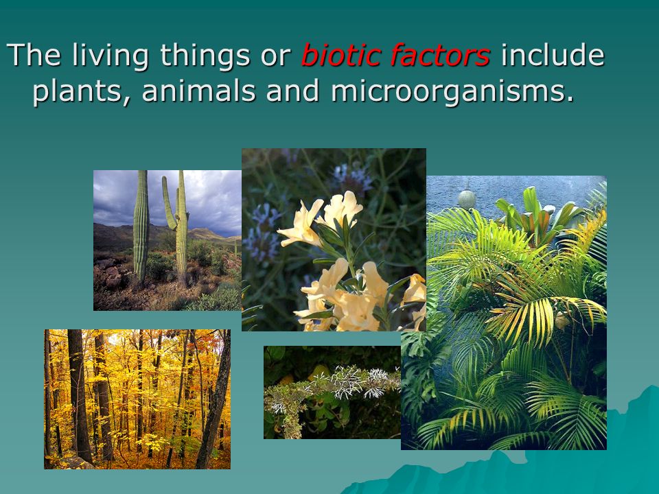 The living things or biotic factors include plants, animals and microorganisms.
