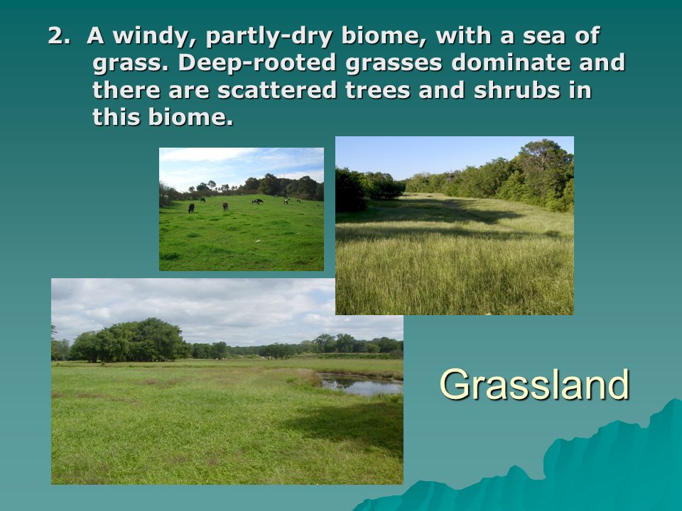 2. A windy, partly-dry biome, with a sea of grass