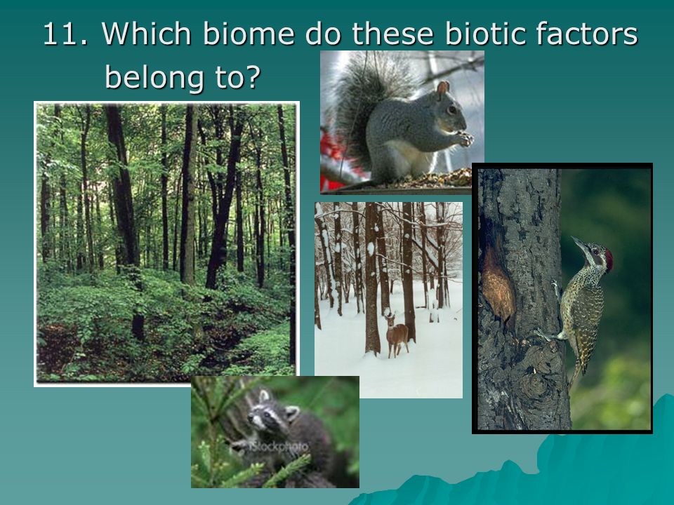 11. Which biome do these biotic factors