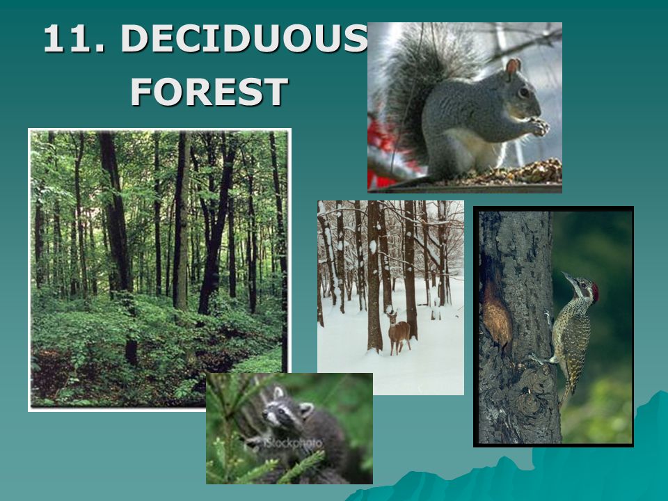 11. DECIDUOUS FOREST