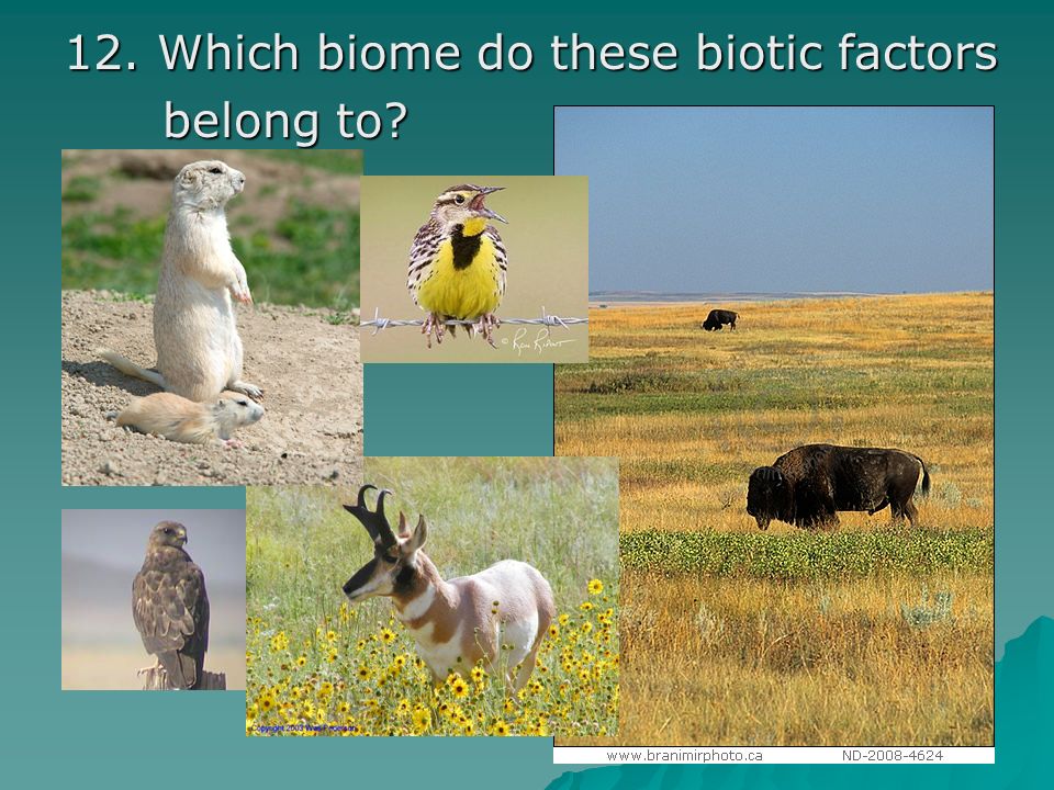 12. Which biome do these biotic factors