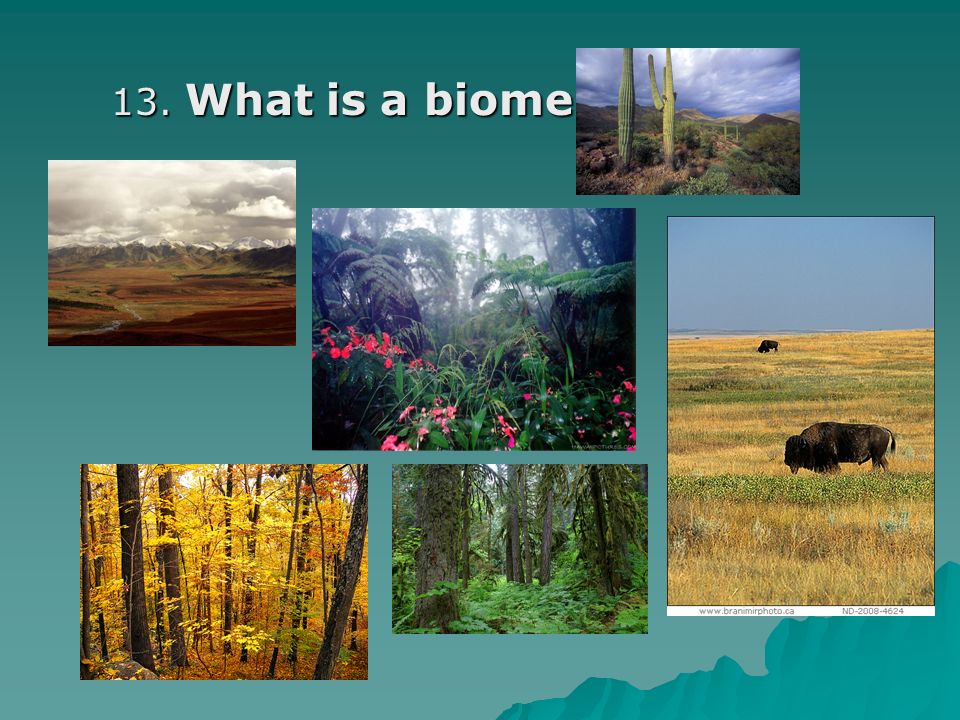 13. What is a biome