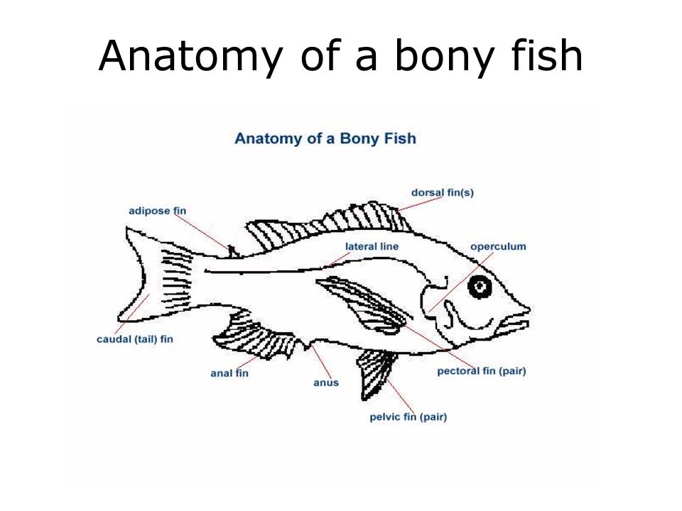 What Is A Fish Assets Fish Jpg Ppt Download