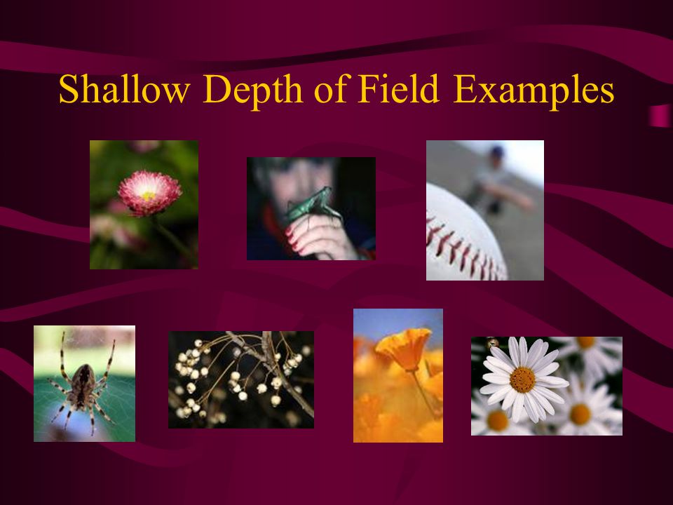 Shallow Depth of Field Examples