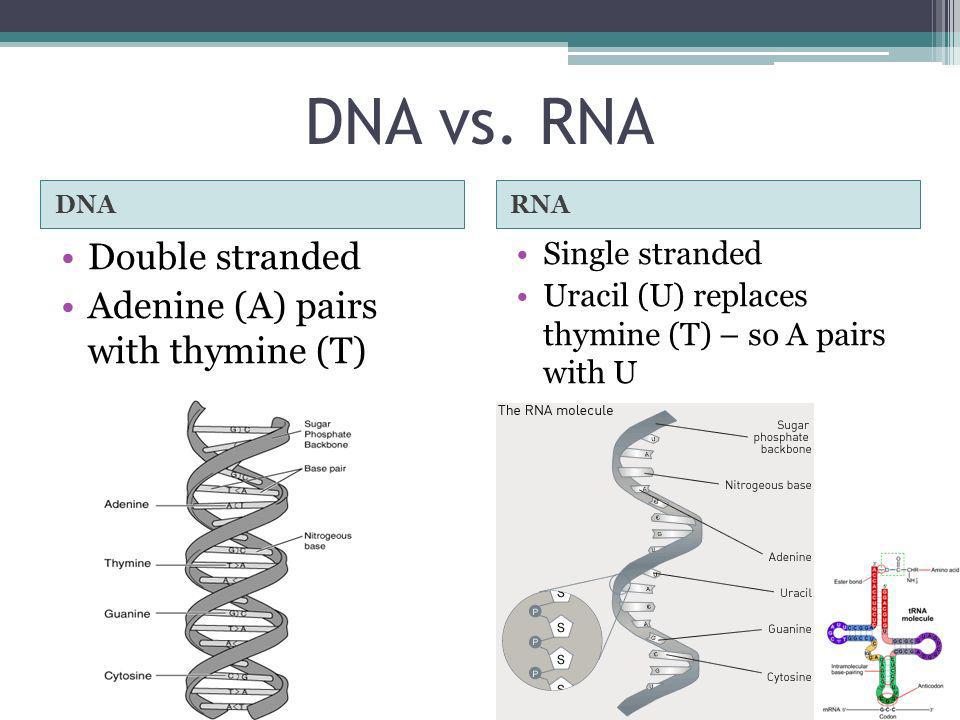 Днк рнк человека. DNA vs RNA. DNA RNA thymine. RNA classes. RNA Strands.