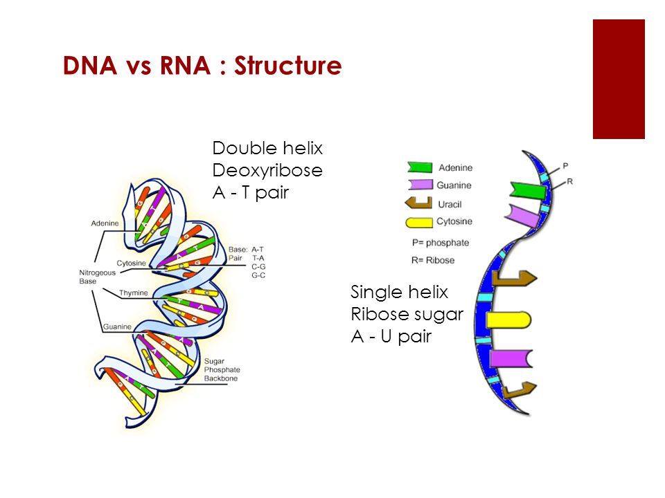 Context Cell Nucleus Chromosome Gene Double Helix Ppt