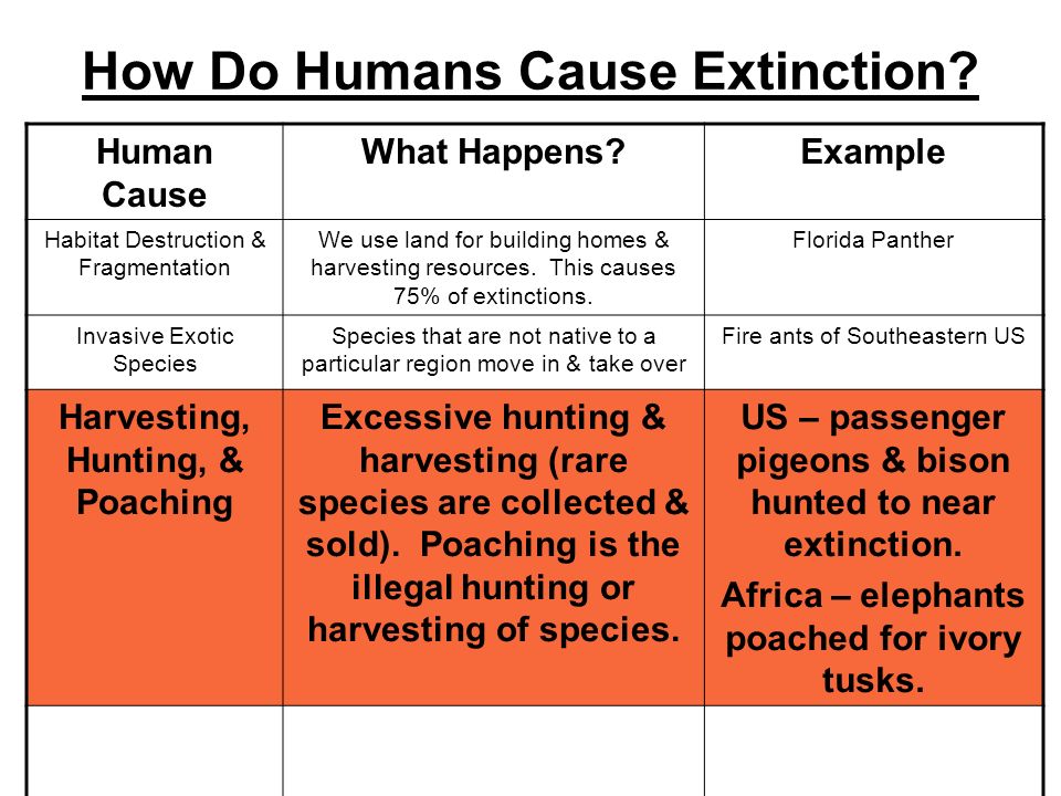 How Do Humans Cause Extinction