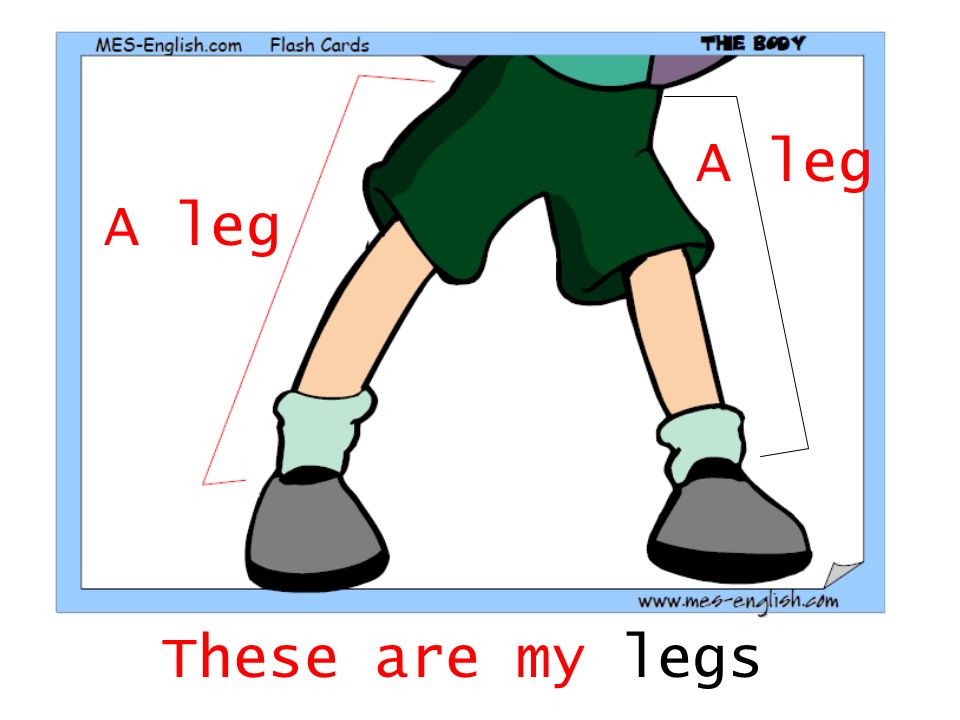 A leg A leg These are my legs