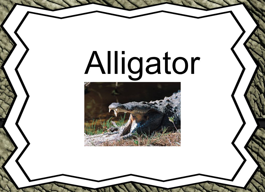 Alligator Animal Reports