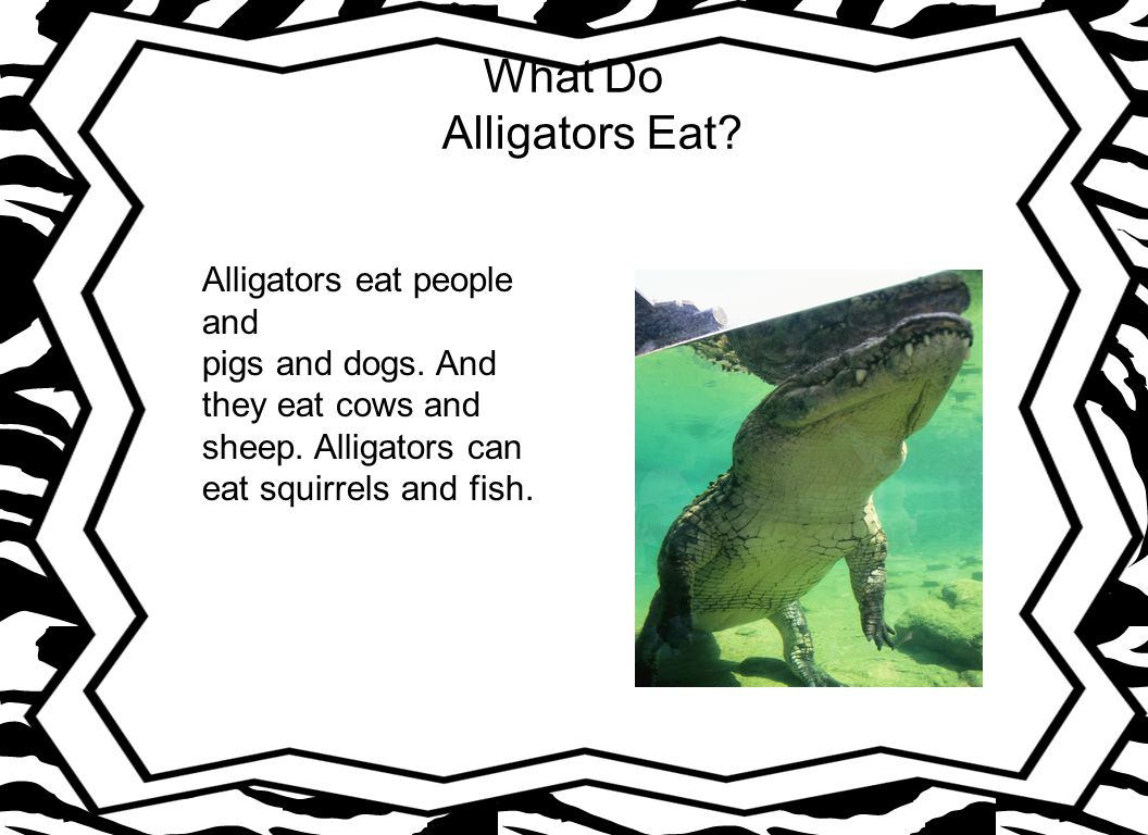 What Do Alligators Eat Alligators eat people and