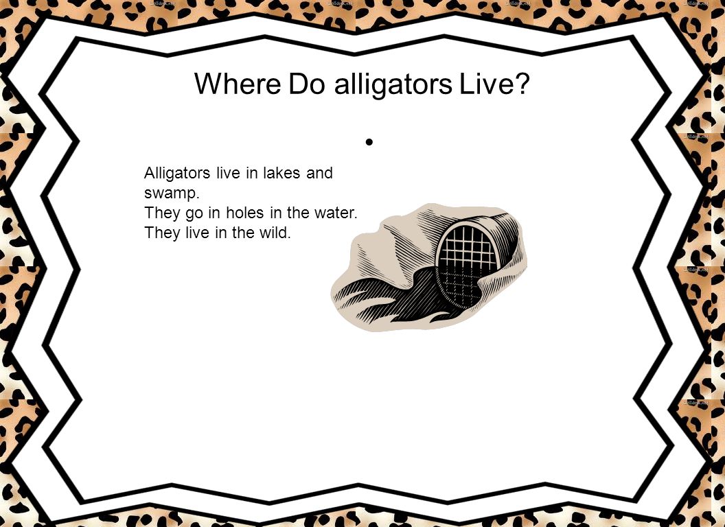 Where Do alligators Live