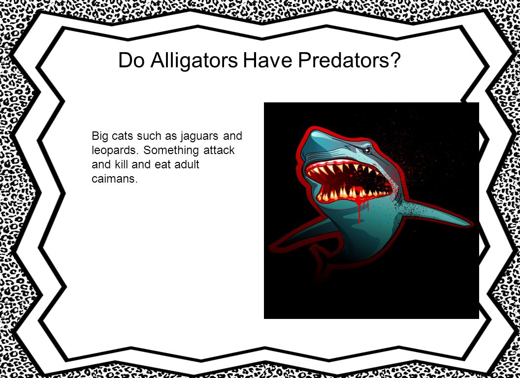 Do Alligators Have Predators