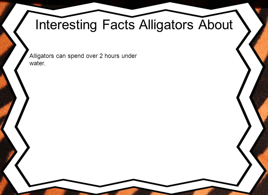 Interesting Facts Alligators About