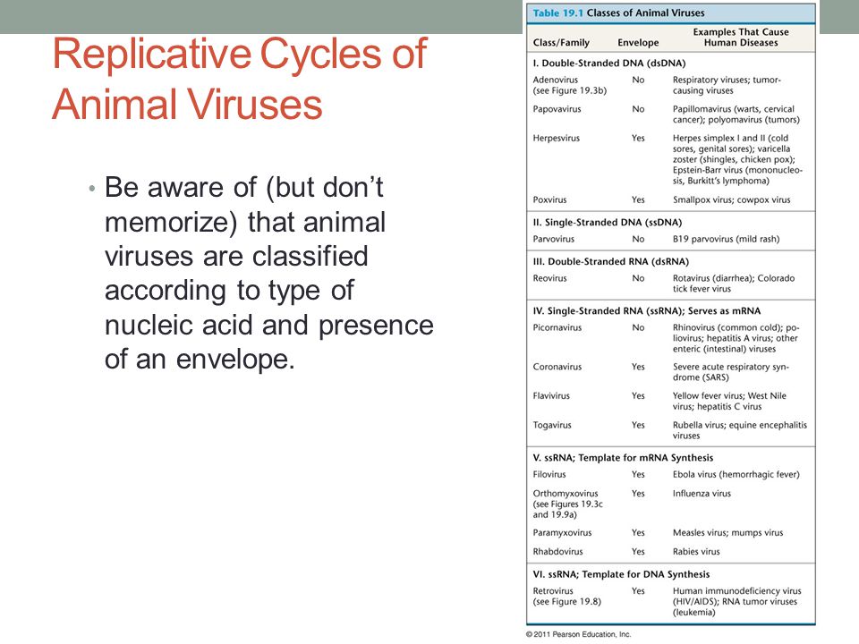 Replicative Cycles of Animal Viruses