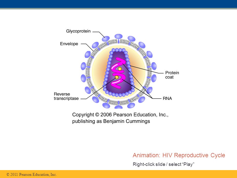 Animation: HIV Reproductive Cycle