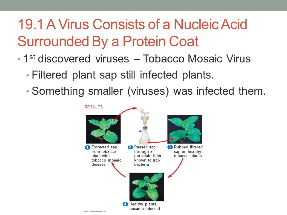 19.1 A Virus Consists of a Nucleic Acid Surrounded By a Protein Coat