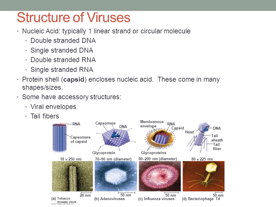 Structure of Viruses Nucleic Acid: typically 1 linear strand or circular molecule. Double stranded DNA.