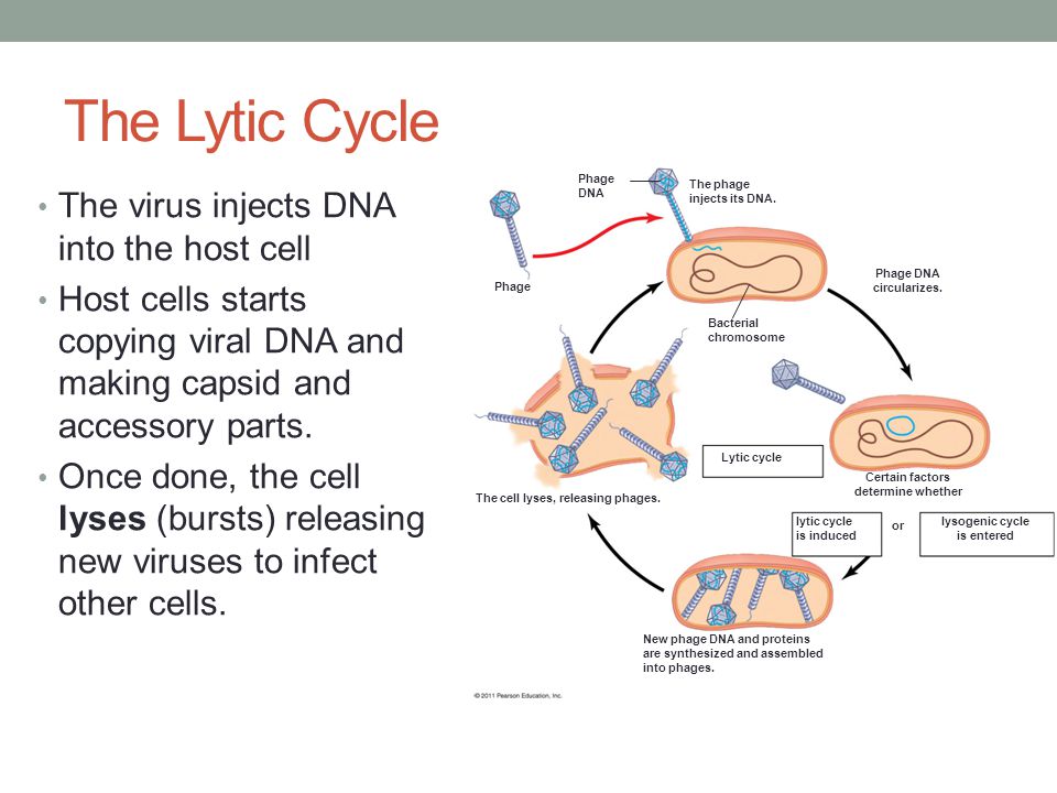 The Lytic Cycle The virus injects DNA into the host cell