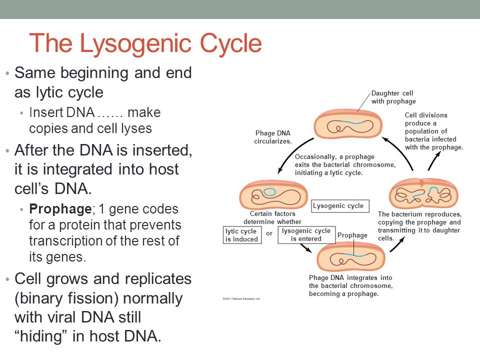 The Lysogenic Cycle Same beginning and end as lytic cycle
