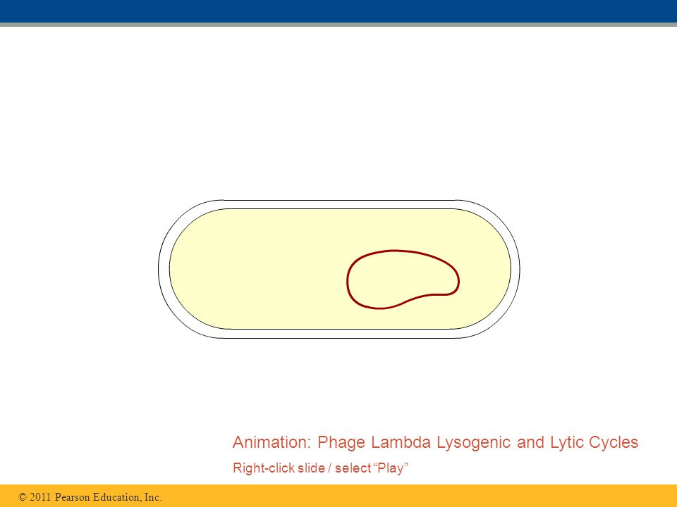 Animation: Phage Lambda Lysogenic and Lytic Cycles