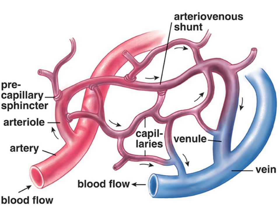 Капилляр вена артерия