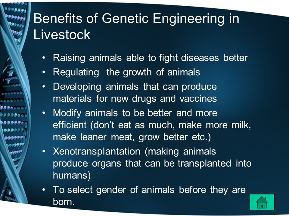 A Career in Genetic Engineering In Livestock - ppt download