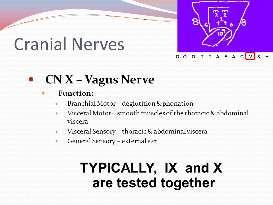 5 The Cranial Nerves 8 8 Clinical Assessment Ppt Video Online Download