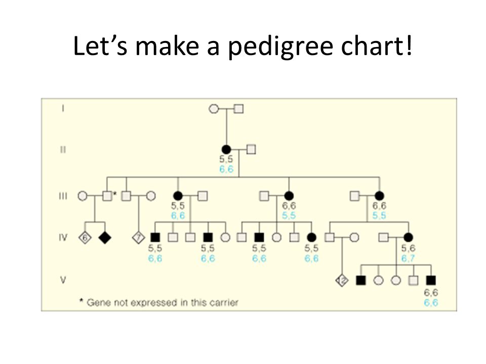 How To Make A Pedigree Chart