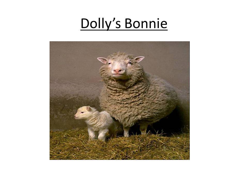 Dolly’s Bonnie