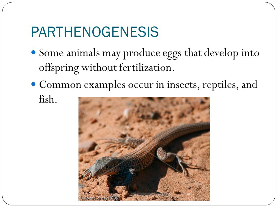 ASEXUAL REPRODUCTION. - ppt download