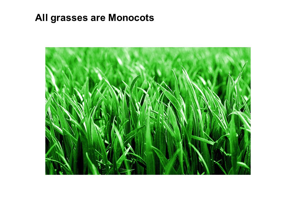 All grasses are Monocots