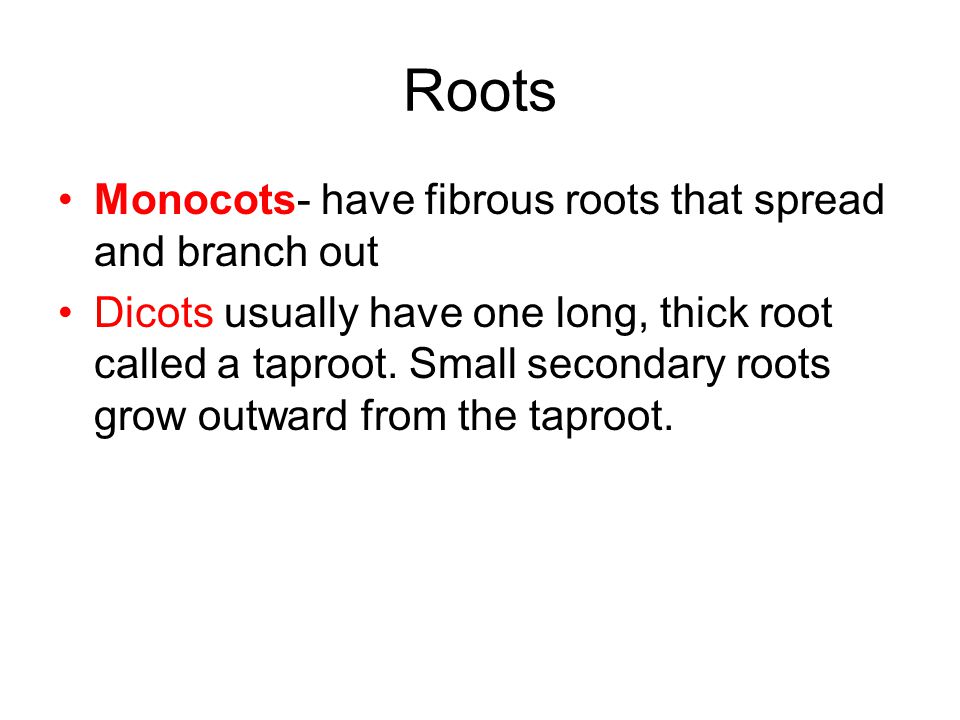 Roots Monocots- have fibrous roots that spread and branch out