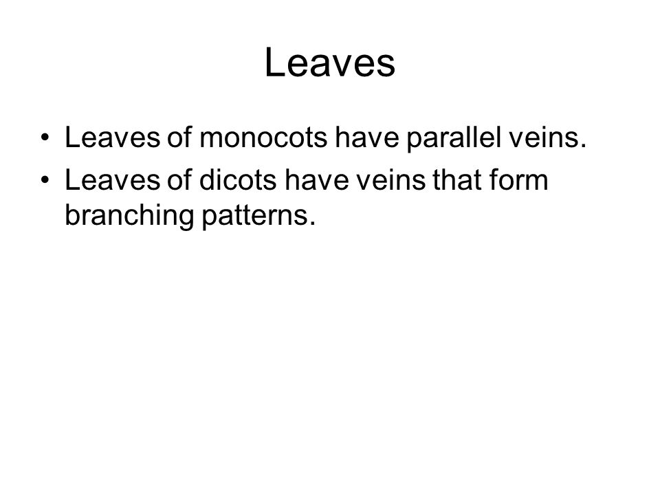 Leaves Leaves of monocots have parallel veins.