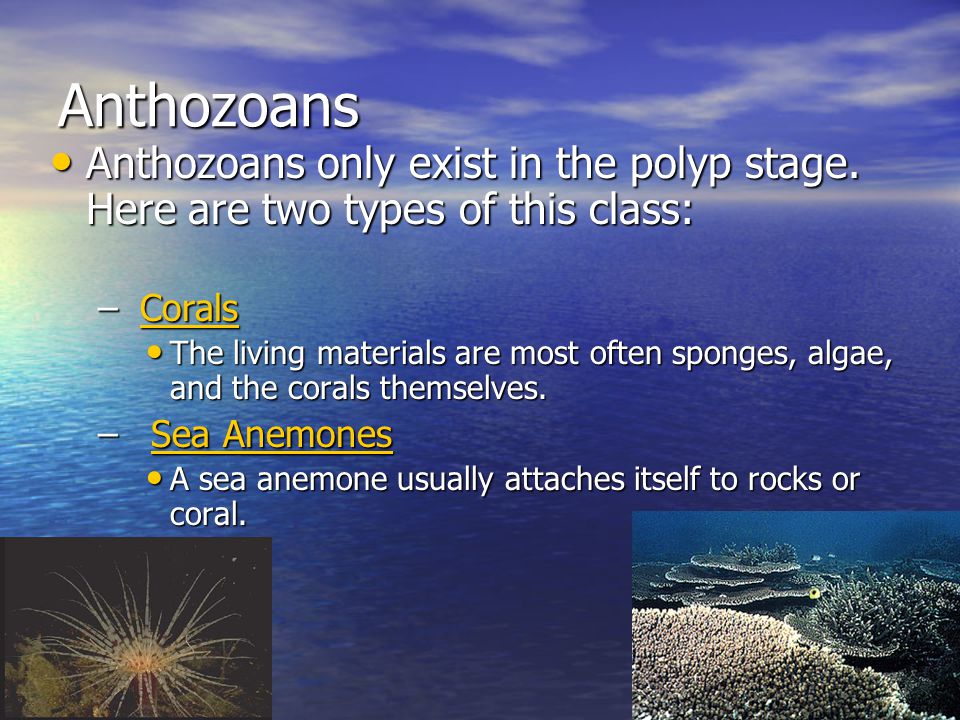 Anthozoans Anthozoans only exist in the polyp stage. Here are two types of this class: Corals.