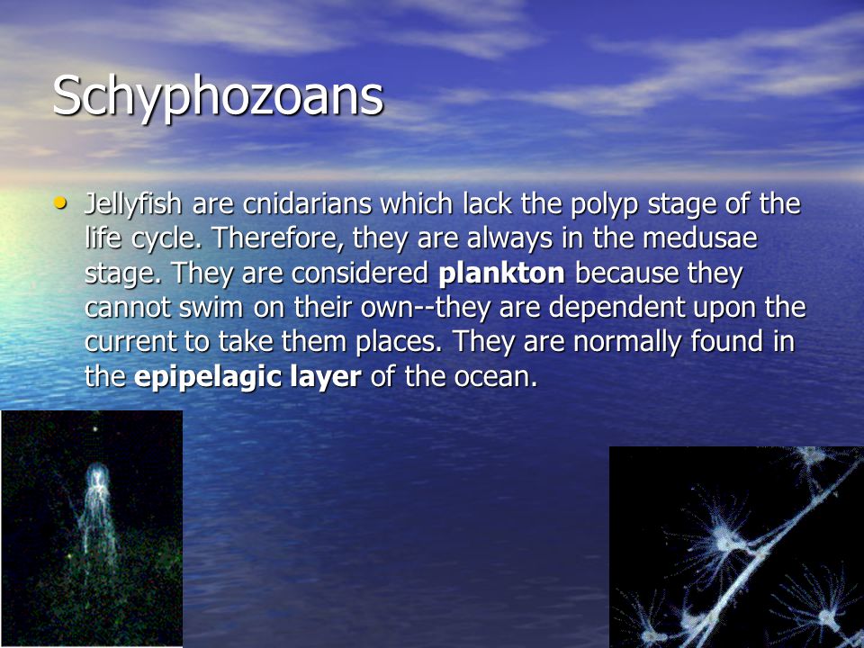 Schyphozoans