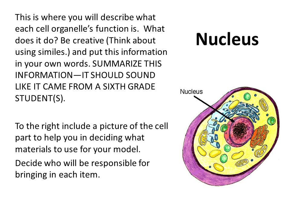 This is where you will describe what each cell organelle’s function is