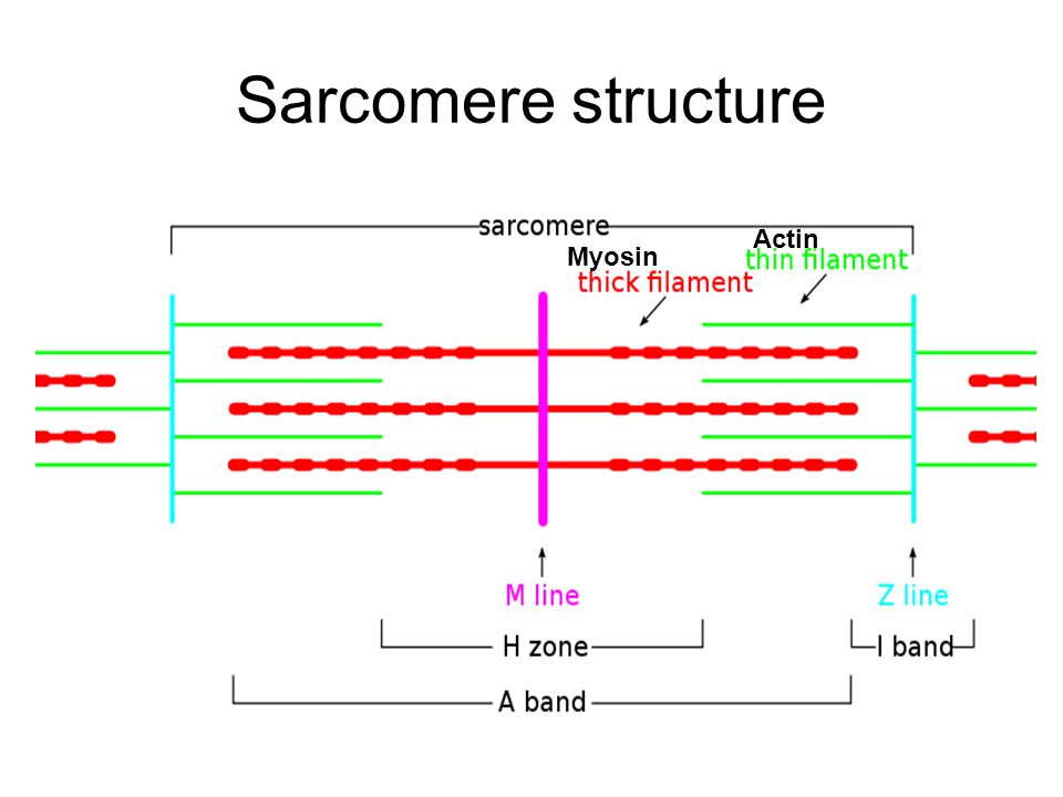 Sarcomere structure. 