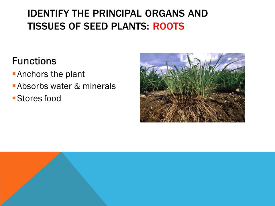 Identify the principal organs and tissues of seed plants: Roots