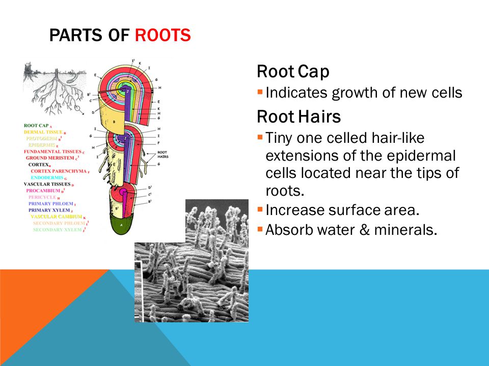 Parts of Roots Root Cap Root Hairs Indicates growth of new cells