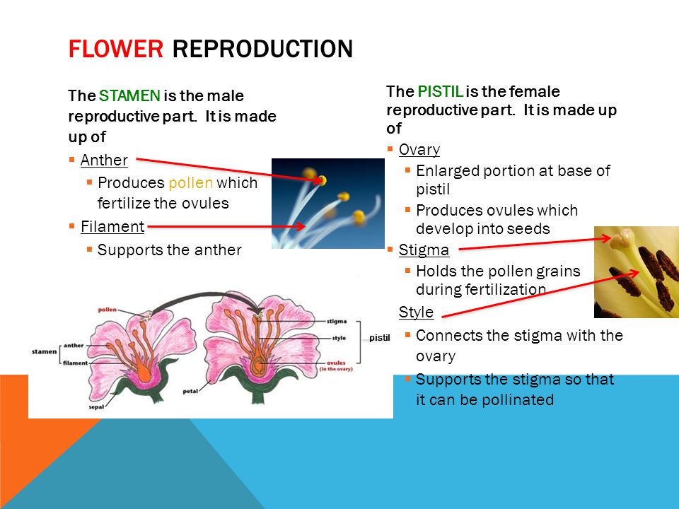 Flower reproduction The STAMEN is the male reproductive part. It is made up of. Anther. Produces pollen which fertilize the ovules.
