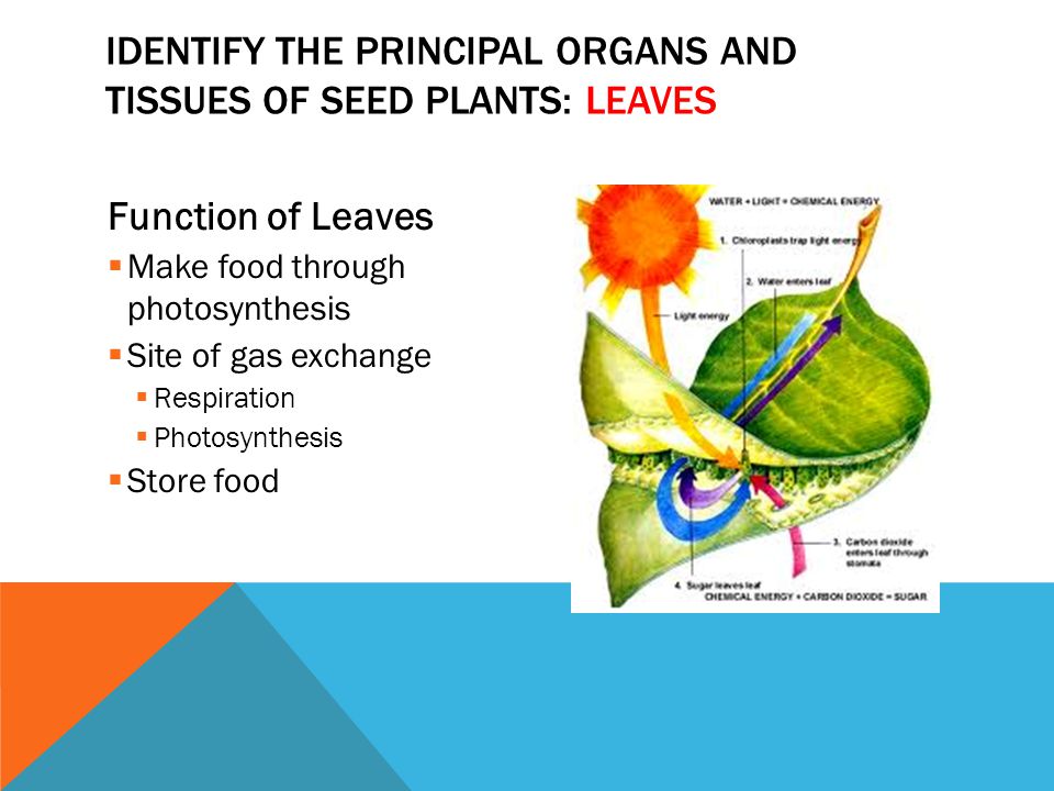 Identify the principal organs and tissues of seed plants: leaves