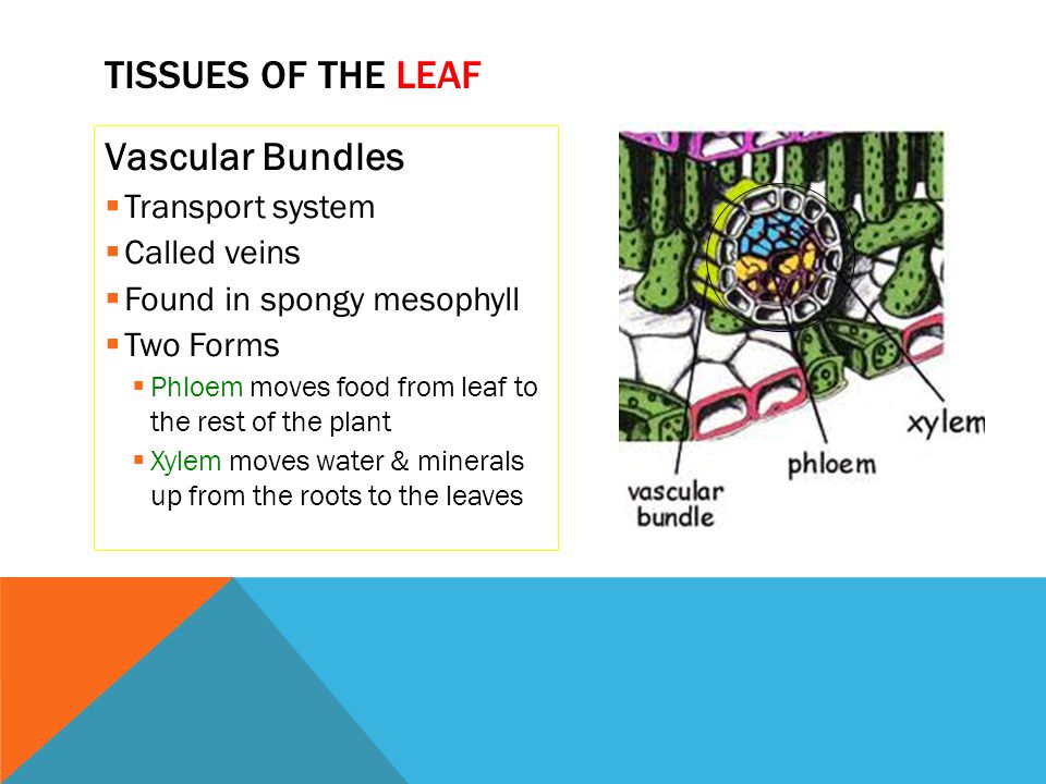 Tissues of the Leaf Vascular Bundles Transport system Called veins