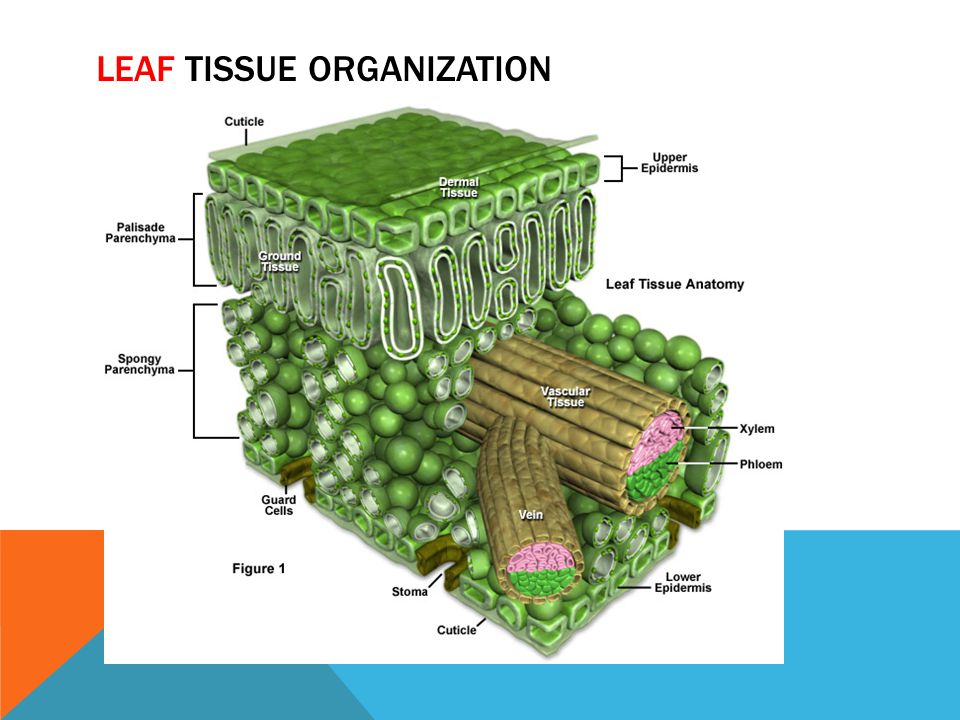 Leaf Tissue organization